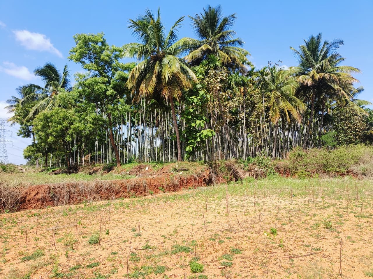 2-Acres-Kalkere-Ravi-Thotlkere-Kortagere-pic-2