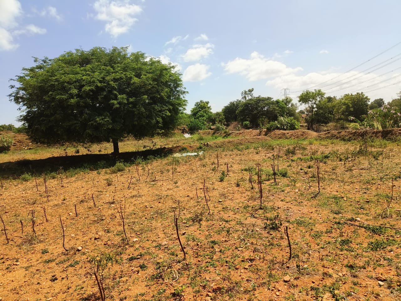 2-Acres-Kalkere-Ravi-Thotlkere-Kortagere-pic-4-2