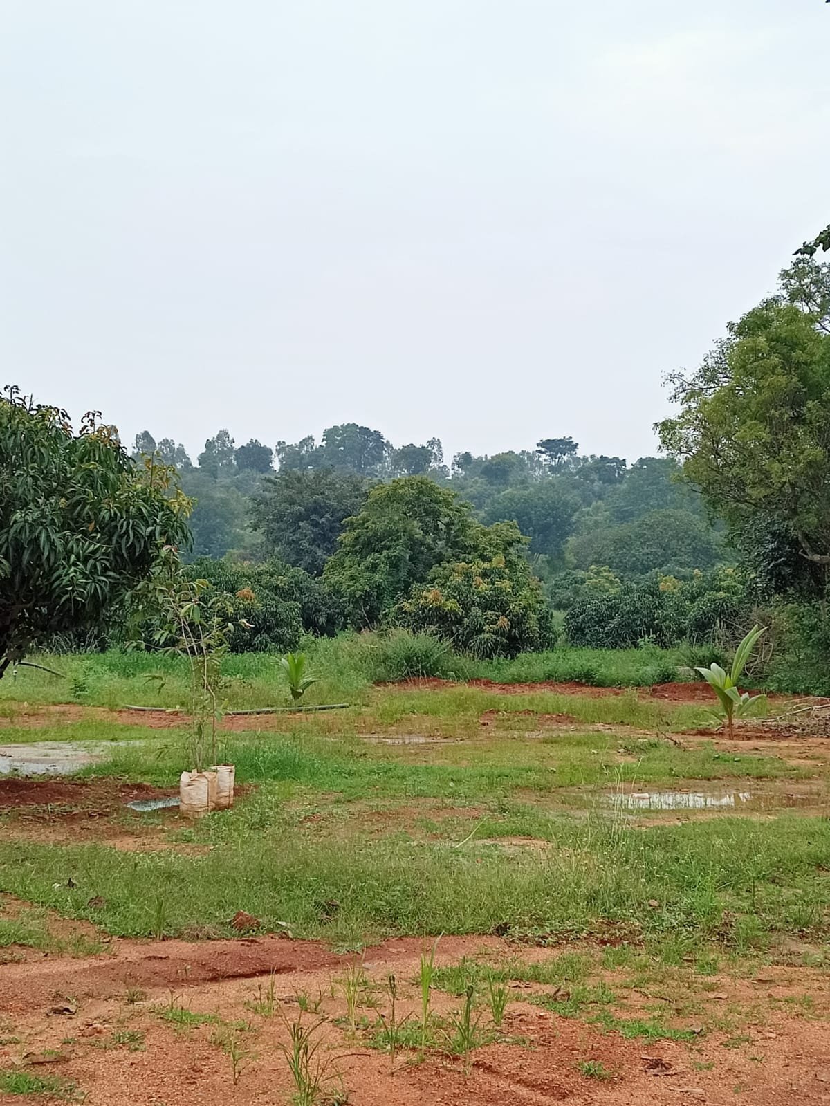 Farms-and-estates-banana-tree