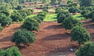 Farms-and-estates-mango-tree