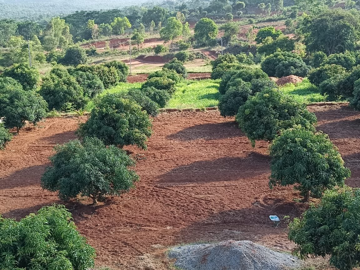 Farms-and-estates-mango-tree