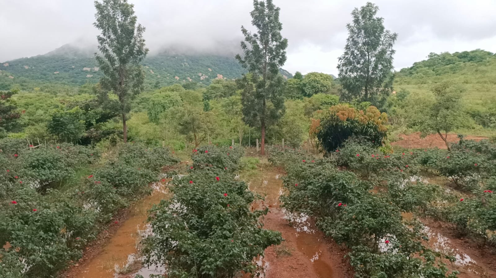 WhatsApp-Image-2025-04-25-at-2.43.56-PM-1